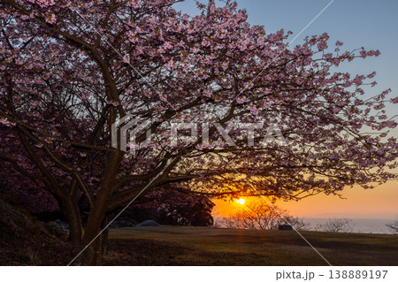 静岡県沼津市戸田 海岸の高台に咲く河津桜と駿河湾越しに沈む夕日の夕景 静岡県沼津市戸田 海岸の高台に咲く河津桜と駿河湾越しに沈む夕日の夕景 138889197