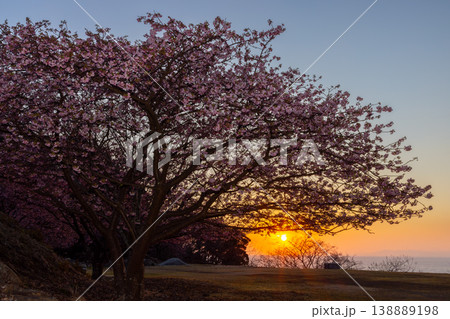 静岡県沼津市戸田 海岸の高台に咲く河津桜と駿河湾越しに沈む夕日の夕景 静岡県沼津市戸田 海岸の高台に咲く河津桜と駿河湾越しに沈む夕日の夕景 138889198