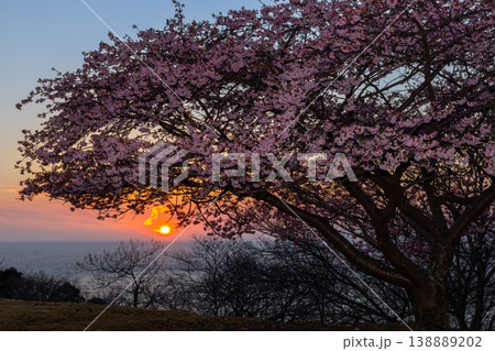 静岡県沼津市戸田　海岸の高台に咲く河津桜と駿河湾越しに沈む夕日の夕景 138889202