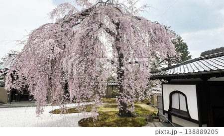 高台寺・波心庭のしだれ桜 高台寺・波心庭のしだれ桜 138889205