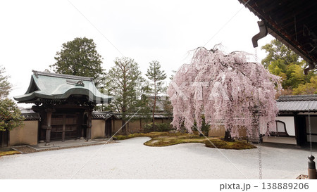 高台寺・波心庭のしだれ桜 高台寺・波心庭のしだれ桜 138889206