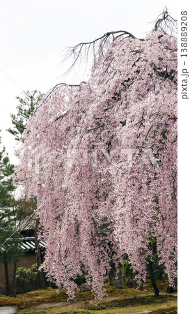 高台寺・波心庭のしだれ桜 高台寺・波心庭のしだれ桜 138889208