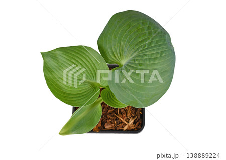 Top view of 'Hosta Abiqua Drinking Gourd' plant with green round leaves isolated on white background 138889224