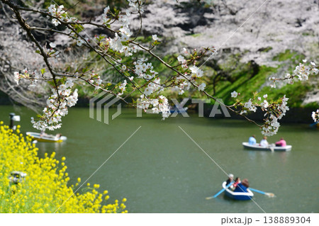 皇居 千鳥ヶ淵の桜 皇居 千鳥ヶ淵の桜 138889304