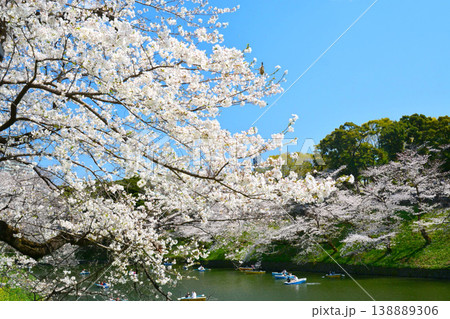 皇居 千鳥ヶ淵の桜 皇居 千鳥ヶ淵の桜 138889306
