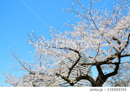 青空に咲く満開の桜と高層ビル 青空に咲く満開の桜と高層ビル 138889391
