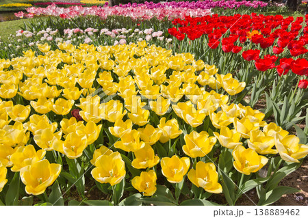 カラフルなチューリップ畑 赤いチューリップの花 チューリップ チューリップ畑 花 花畑 新緑 満開 カラフルなチューリップ畑 赤いチューリップの花 チューリップ チューリップ畑 花 花畑 新緑 満開 138889462