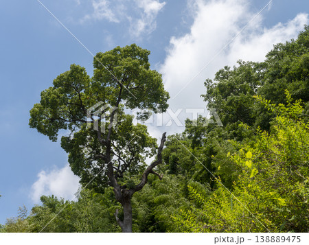 青空と新緑の樹木 青空と新緑の樹木 138889475