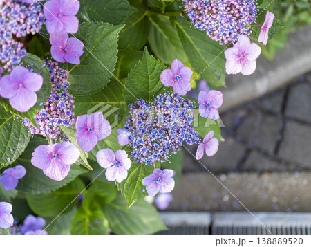 花壇に咲いた額紫陽花 138889520
