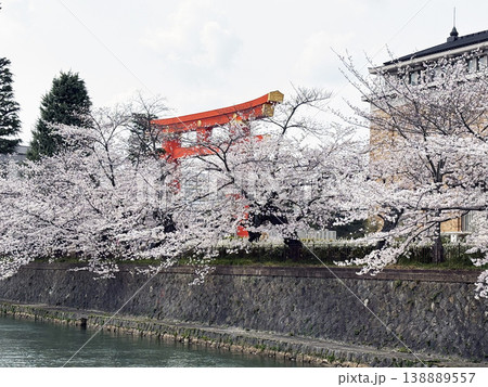 円山公園の祇園枝垂桜 円山公園の祇園枝垂桜 138889557