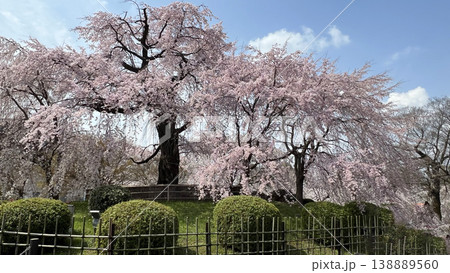 円山公園の祇園枝垂桜 円山公園の祇園枝垂桜 138889560