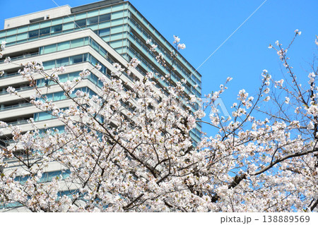 青空に咲く満開の桜と高層ビル 青空に咲く満開の桜と高層ビル 138889569