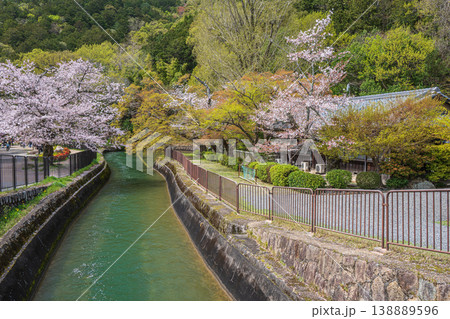 春の琵琶湖疏水 京都市 春の琵琶湖疏水 京都市 138889596