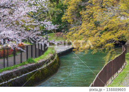 春の琵琶湖疏水　京都市 138889603