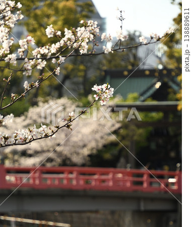 桜と赤い橋と神社 桜と赤い橋と神社 138889611
