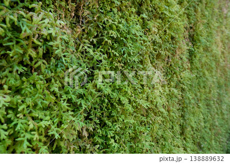 Green Moss Fern Wall 138889632