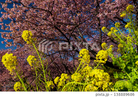 神奈川県足柄上郡松田町松田惣領　西平畑公園の早咲き河津桜と菜の花の景色 138889686