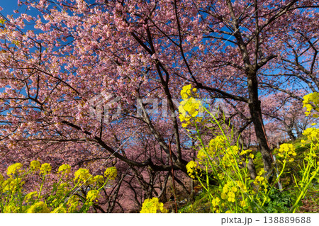 神奈川県足柄上郡松田町松田惣領 西平畑公園の早咲き河津桜と菜の花の景色 神奈川県足柄上郡松田町松田惣領 西平畑公園の早咲き河津桜と菜の花の景色 138889688