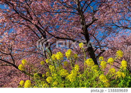 神奈川県足柄上郡松田町松田惣領　西平畑公園の早咲き河津桜と菜の花の景色 138889689