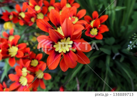 満開花壇の花：アヤメ科:スパラキシス [パピルス] 138889713