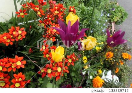 満開花壇の花：アヤメ科:スパラキシス [パピルス]チューリップ 138889715