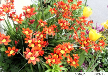 満開花壇の花：アヤメ科:スパラキシス [パピルス]チューリッ 138889717