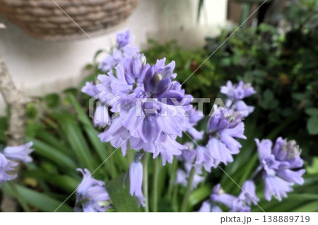 満開の花壇の花:ツリガネズイセン:釣鐘ズイセン 満開の花壇の花:ツリガネズイセン:釣鐘ズイセン 138889719
