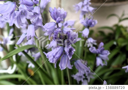 満開の花壇の花：ツリガネズイセン：釣鐘ズイセン 138889720