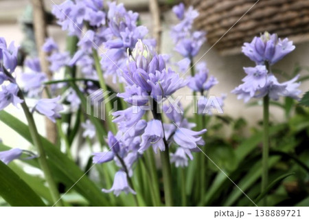 満開の花壇の花:ツリガネズイセン:釣鐘ズイセン 満開の花壇の花:ツリガネズイセン:釣鐘ズイセン 138889721