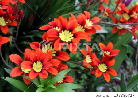 満開花壇の花：アヤメ科:スパラキシス [パピルス] 138889727