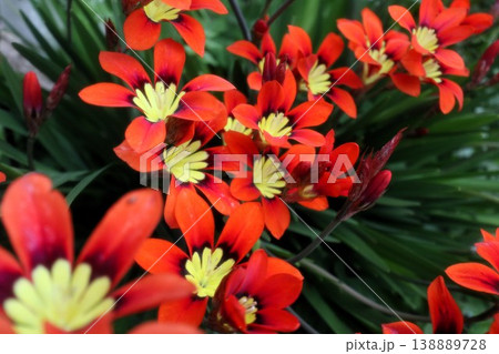 満開花壇の花：アヤメ科:スパラキシス [パピルス] 138889728