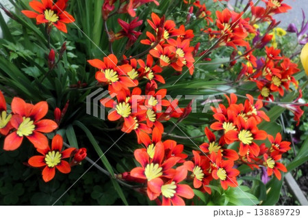 満開花壇の花：アヤメ科:スパラキシス [パピルス] 138889729