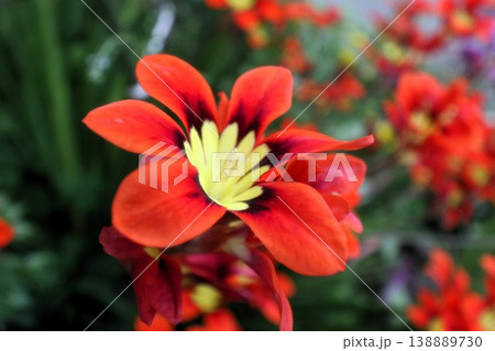満開花壇の花：アヤメ科:スパラキシス [パピルス] 138889730