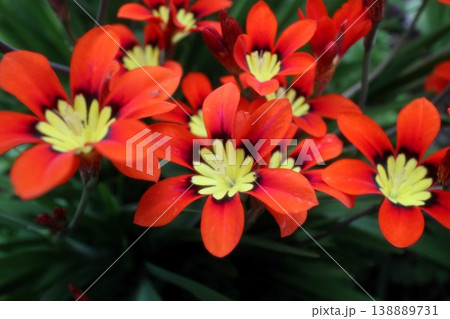 満開花壇の花：アヤメ科:スパラキシス [パピルス] 138889731