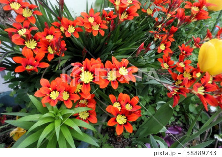 満開花壇の花：アヤメ科:スパラキシス [パピルス] 138889733