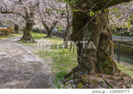 琵琶湖疏水沿いに咲く桜　京都市 138889777