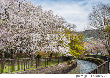 琵琶湖疏水沿いに咲く桜　京都市 138889779