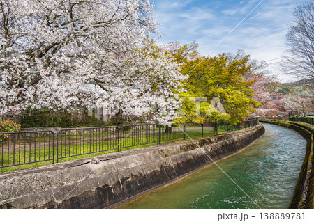 琵琶湖疏水沿いに咲く桜　京都市 138889781