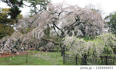 京都御苑の枝垂れ桜 138889843