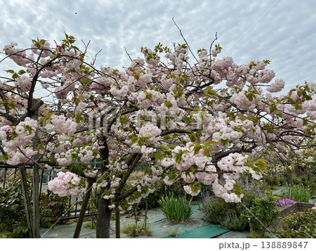 桜　普賢象 138889847