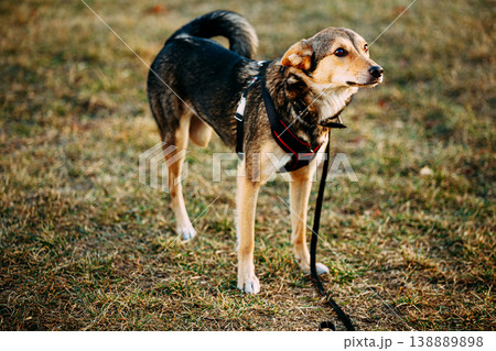 Three-legged mixed breed dog after hind limb amputation rehabilitation 138889898