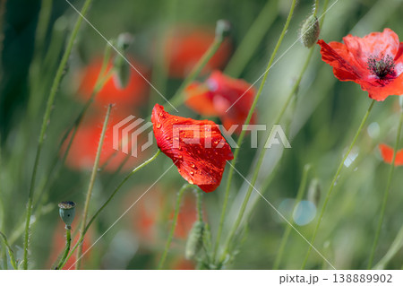 A close-up shot of vibrant red poppy blossoms with glistening raindrops. A close-up shot of vibrant red poppy blossoms with glistening raindrops. 138889902