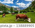 Cows on the pasture as small lake and mountains in background in Italy. 138889905