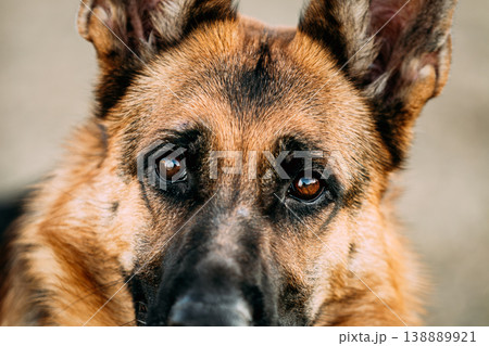 Close-up portrait of a German Shepherd dog muzzle with warm brown eyes and alert ears against a soft neutral background Close-up portrait of a German Shepherd dog muzzle with warm brown eyes and alert ears against a soft neutral background 138889921