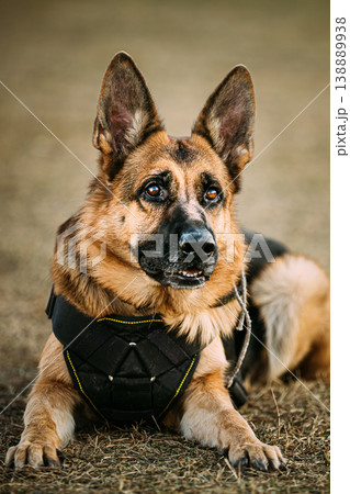 German Shepherd Dog Close Up German Shepherd dog in harness lying in field, alert close-up portrait 138889938