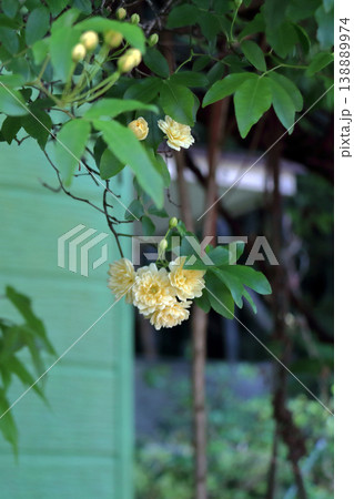 モッコウバラ 木香薔薇 花 蕾 つぼみ モッコウバラ 木香薔薇 花 蕾 つぼみ 138889974