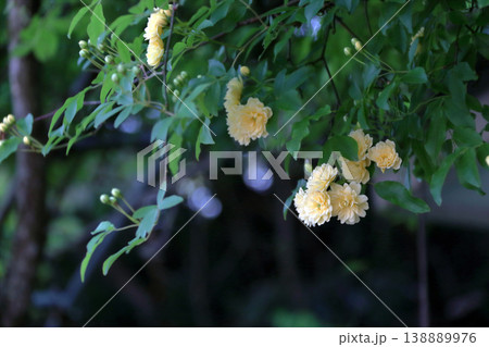 モッコウバラ　木香薔薇　花　蕾　つぼみ 138889976