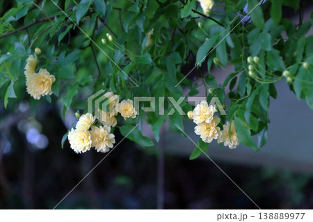 モッコウバラ 木香薔薇 花 蕾 つぼみ モッコウバラ 木香薔薇 花 蕾 つぼみ 138889977