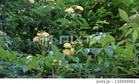 モッコウバラ 木香薔薇 花 蕾 つぼみ モッコウバラ 木香薔薇 花 蕾 つぼみ 138889981