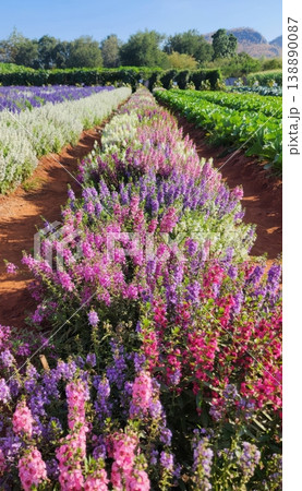 Vibrant Field of Colorful Angelonia Flowers Blooming in Agricultural Rows 138890087